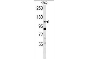 Western blot analysis in K562 cell line lysates (35ug/lane). (SEMA5A anticorps  (AA 90-113))