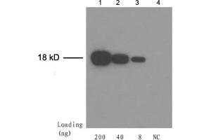 Lane 1-3: Trx fusion proteinLane 4: Negative control E. (Trx Tag anticorps)