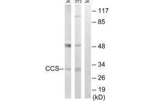Western blot analysis of extracts from Jurkat cells and 3T3 cells, using CCS antibody. (Superoxide dismutase copper chaperone anticorps  (C-Term))