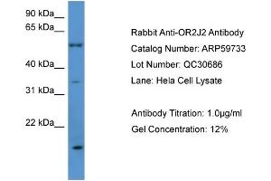 WB Suggested Anti-OR2J2  Antibody Titration: 0. (OR2J2 anticorps  (C-Term))
