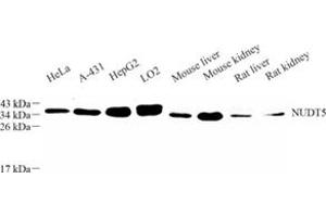 Western blot analysis of NUDT5 (ABIN7074929) at dilution of 1: 500