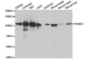 Western blot analysis of extracts of various cell lines, using PSMD2 antibody.