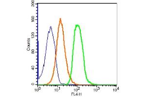 293T cells probed with ZO-1 Polyclonal Antibody, ALEXA FLUOR® 647 Conjugated (bs-1329R-A647) at 1:100 for 30 minutes compared to control cells (blue) and isotype control (orange). (TJP1 anticorps  (AA 1551-1702) (Alexa Fluor 647))