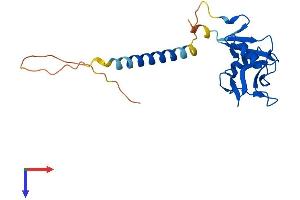 AlphaFold protein structure predicition of Human Recombinant KLRG1 Protein, UniprotID Q96E93