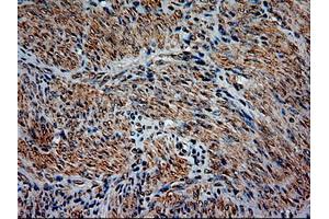 Image no. 1 for anti-Neurotrophin 3 (NTF3) (AA 139-257) antibody (ABIN1490920)