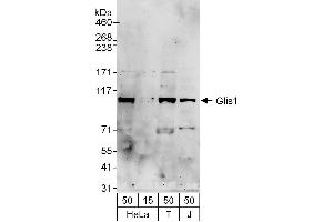 anti-GLIS Family Zinc Finger 1 (GLIS1) (AA 570-620) antibody