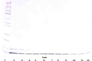 Image no. 2 for anti-Defensin, beta 1 (DEFB1) antibody (Biotin) (ABIN181701)