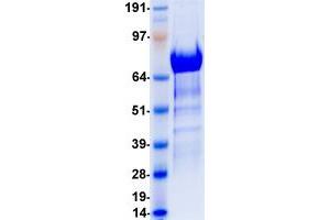 Validation with Western Blot