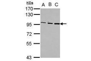 Image no. 1 for anti-Oxysterol Binding Protein (OSBP) (C-Term) antibody (ABIN1491832) (OSBP anticorps  (C-Term))