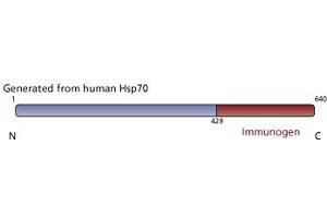 Image no. 2 for anti-Heat Shock Protein 70 (HSP70) (AA 429-640) antibody (ABIN968060) (HSP70 anticorps  (AA 429-640))