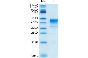 Biotinylated Cynomolgus MSLN on Tris-Bis PAGE under reduced condition.