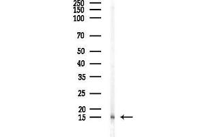 Western blot analysis of lysates from Mouse testis, using Tri-Methyl-Histone H3 (Lys79)/H3K79me3 Antibody at 1/1000 dilution.
