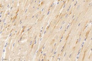 Immunohistochemistry analysis of paraffin-embedded rat heart using,APOBEC2 (ABIN7073085) at dilution of 1: 400