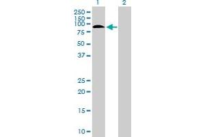 Western Blot analysis of SAFB2 expression in transfected 293T cell line by SAFB2 MaxPab polyclonal antibody. (SAFB2 anticorps  (AA 1-528))