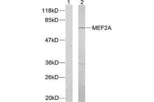 Western blot analysis of extracts from NIH/3T3 cells using MEF2A (Ab-312) antibody (E021039). (MEF2A anticorps)