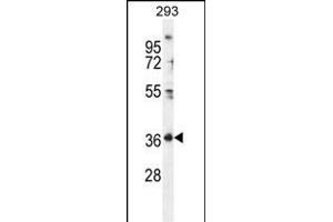 FOLR4 Antibody (N-term) (ABIN655929 and ABIN2845322) western blot analysis in 293 cell line lysates (35 μg/lane). (Folate Receptor 4 anticorps  (N-Term))