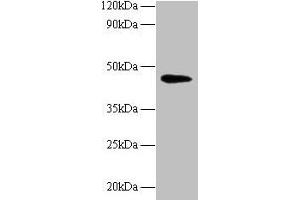 Western blot All lanes: NAPSA antibody at 2 μg/mL + Mouse kidney tissue Secondary Goat polyclonal to rabbit IgG at 1/10000 dilution Predicted band size: 46 kDa Observed band size: 46 kDa (NAPSA anticorps  (AA 64-420))