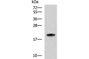 Western blot analysis of HL-60 cell lysate using MRPS28 Polyclonal Antibody at dilution of 1:600