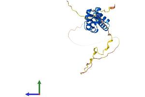AlphaFold protein structure predicition of Mouse Recombinant Bcl10 Protein, UniprotID Q9Z0H7