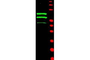 Image no. 1 for anti-Cyclin T2 (CCNT2) (AA 1-584) antibody (ABIN221156) (Cyclin T2 anticorps  (AA 1-584))