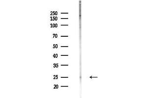 anti-Folate Receptor 2 (Fetal) (FOLR2) (Internal Region) antibody