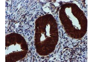 Image no. 5 for anti-Sepiapterin Reductase (SPR) antibody (ABIN1501115)