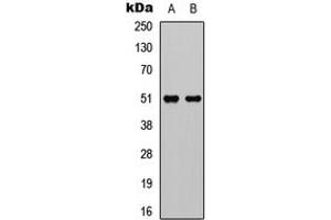 Western blot analysis of GPR152 expression in HEK293T (A), Raw264.