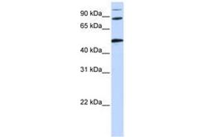 Image no. 1 for anti-Component of Oligomeric Golgi Complex 4 (COG4) (AA 684-733) antibody (ABIN6741296) (COG4 anticorps  (AA 684-733))