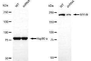 Western blotting analysis using MYH9 antibody (ABIN7799520). (Myosin 9 anticorps)