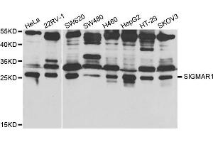 Western Blotting (WB) image for anti-sigma Non-Opioid Intracellular Receptor 1 (SIGMAR1) antibody (ABIN1876667) (SIGMAR1 anticorps)