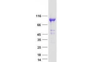 Validation with Western Blot (PDE11A Protein (Transcript Variant 4) (Myc-DYKDDDDK Tag))