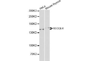 Western blot analysis of extracts of various cell lines, using RECQL4 antibody (ABIN2564922) at 1:1000 dilution. (RECQL4 anticorps)