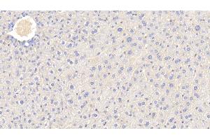Detection of APOC3 in Mouse Liver Tissue using Polyclonal Antibody to Apolipoprotein C3 (APOC3)