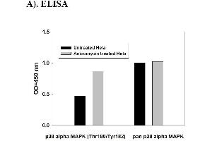 Image no. 4 for Mitogen-Activated Protein Kinase 14 (MAPK14) ELISA Kit (ABIN625229)