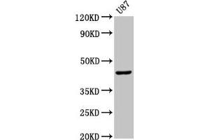 Western Blot Positive WB detected in: U87 whole cell lysate All lanes: IDO1 antibody at 2. (IDO1 anticorps  (AA 1-403))