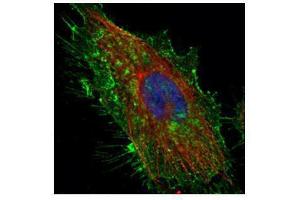 ICC/IF Image Confocal immunofluorescence analysis (Olympus FV10i) of methanol-fixed HeLa, using CD44, antibody (Green) at 1:500 dilution.