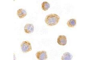 Immunocytochemistry of IL-27 in EL4 with AP30420PU-N IL-27 antibody at 10 μg/ml.