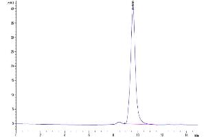 The purity of Biotinylated Human ENPP-3 is greater than 95 % as determined by SEC-HPLC.