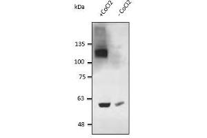Anti-HIF1a Ab at 2,500 dilution, HT1080 cells in the presence of COCL2, lysate at per rabbit polyclonal to lgG (HRP) at 1/10,000 dilution,