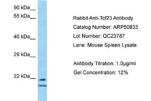 WB Suggested Anti-Tcf23 Antibody   Titration: 1. (TCF23 anticorps  (Middle Region))