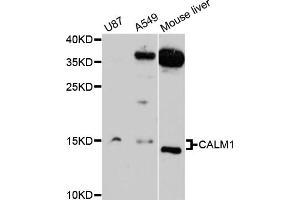 Western blot analysis of extracts of various cell lines, using CALM1 antibody (ABIN1871401) at 1:3000 dilution. (Calmodulin 1 anticorps)