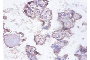Immunohistochemistry of paraffin-embedded human placenta tissue using ABIN7155134 at dilution of 1:100 (SYNCRIP anticorps  (AA 2-191))