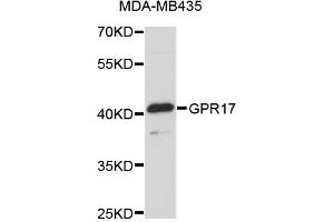 Western blot analysis of extracts of MDA-MB-435 cells, using GPR17 antibody (ABIN5972071). (GPR17 anticorps)