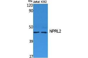 Western Blotting (WB) image for anti-Nitrogen Permease Regulator-Like 2 (S. Cerevisiae) (NPRL2) (C-Term) antibody (ABIN3187645) (NPRL2 anticorps  (C-Term))