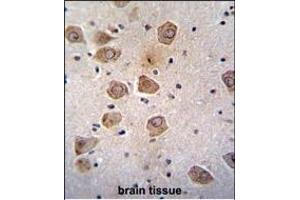 RLBP1L2 Antibody (C-term) (ABIN655353 and ABIN2844912) immunohistochemistry analysis in formalin fixed and paraffin embedded human brain tissue followed by peroxidase conjugation of the secondary antibody and DAB staining.