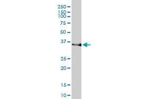 HMOX2 monoclonal antibody (M01), clone 1D8-1A8 Western Blot analysis of HMOX2 expression in HepG2 .