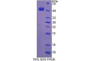 SDS-PAGE (SDS) image for Interferon, beta 1, Fibroblast (IFNB1) (AA 22-185) protein (His tag,GST tag) (ABIN1878484)