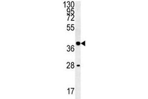 WNT8B antibody western blot analysis in K562 lysate (WNT8B anticorps  (AA 323-351))