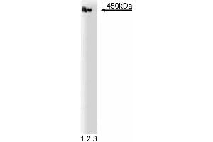 Western blot analysis of AKAP450 on a Jurkat cell lysate (human T-cell leukemia, ATCC TIB-152). (AKAP9 anticorps  (AA 17-130))
