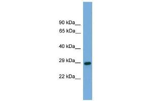 RGS19 antibody used at 0. (RGS19 anticorps  (N-Term))
